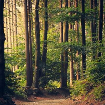 加拿大pc试玩平台